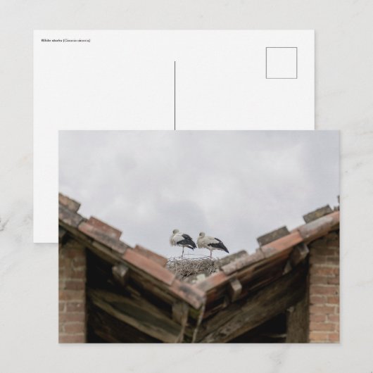 Vogels op een dak briefkaart (Voorkant / Achterkant)