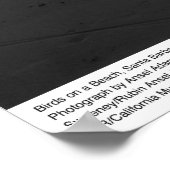 Vogels op een strand, Santa Barbara, 1966 Poster (Hoek)