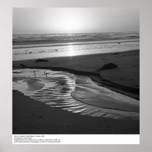 Vogels op een strand, Santa Barbara, 1966 Poster (Voorkant)