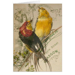 Vogels op foto terug