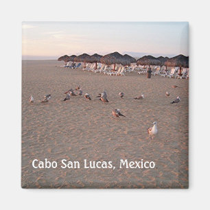 Vogels op het strand in Cabo Magnet