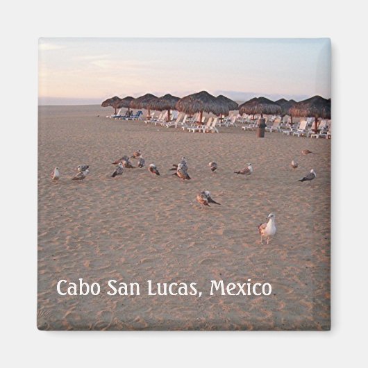 Vogels op het strand in Cabo Magnet (Voorkant)