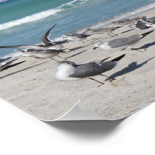Vogels op het strand poster (Hoek)