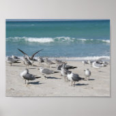 Vogels op het strand poster (Voorkant)