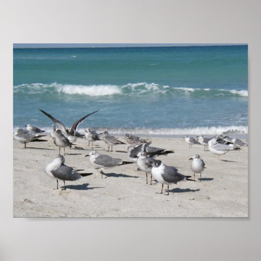 Vogels op het strand poster (Voorkant)