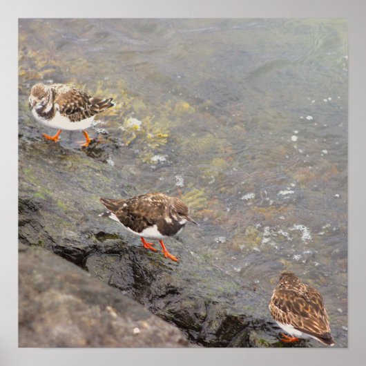 Vogels op rots foto poster (Voorkant)