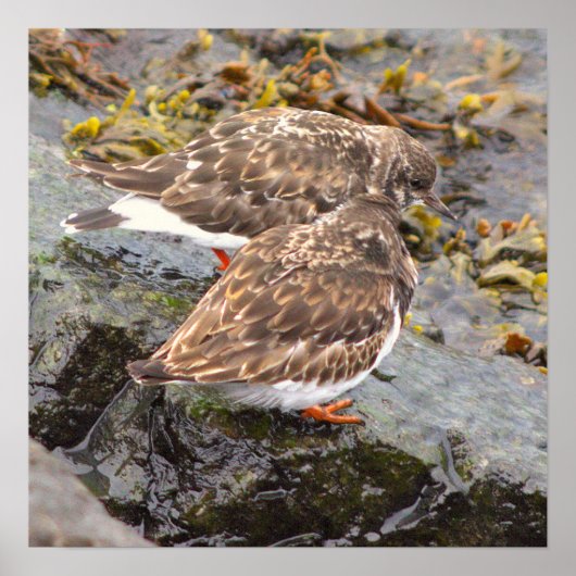 Vogels op Rotsen Foto Poster (Voorkant)