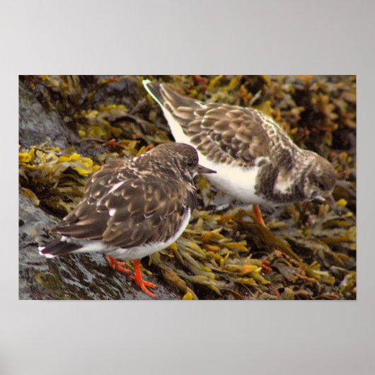 Vogels op Rotsen Foto Poster (Voorkant)