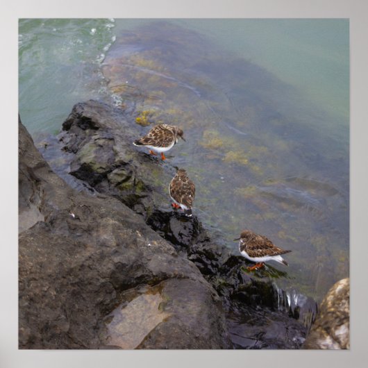 Vogels op Rotsen Foto Poster (Voorkant)