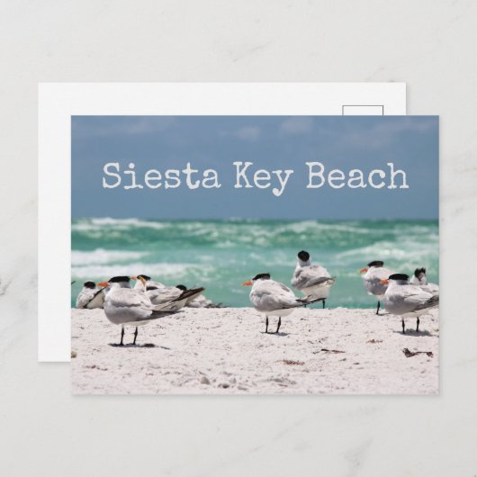 Vogels op strand Siesta Key Beach Briefkaart (Voorkant / Achterkant)