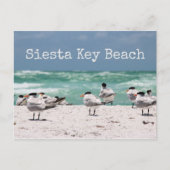 Vogels op strand Siesta Key Beach Briefkaart (Voorkant)