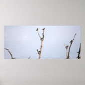 Vogels op takken Poster (Voorkant)