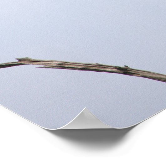 Vogels op takken Poster (Hoek)