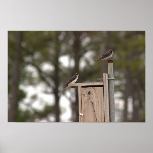 Vogels op Vogelhuis Poster (Voorkant)