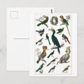  vogels Oude illustratie Kunstdieren Briefkaart (Voorkant / Achterkant)