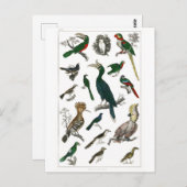 vogels Oude illustratie Kunstdieren Briefkaart (Voorkant / Achterkant)