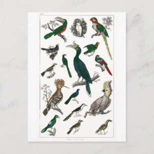 vogels Oude illustratie Kunstdieren Briefkaart