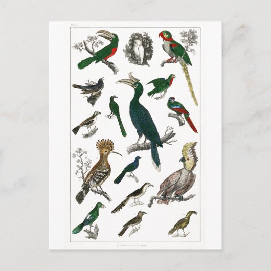 vogels Oude illustratie Kunstdieren Briefkaart (Voorkant)