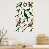  vogels Oude illustratie Kunstdieren Poster (Keuken)
