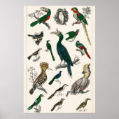  vogels Oude illustratie Kunstdieren Poster (Voorkant)