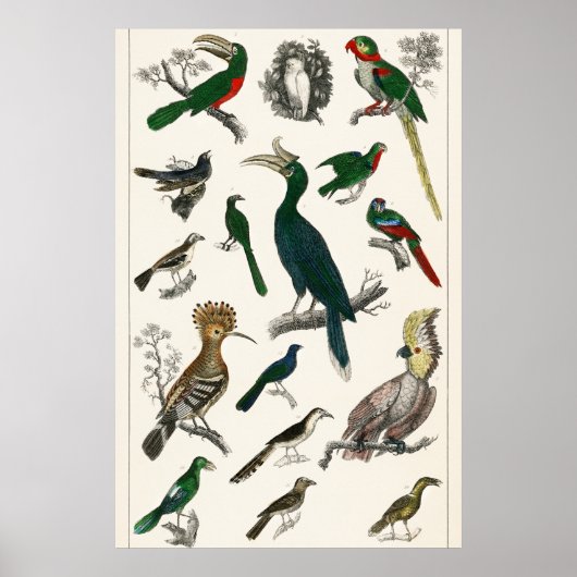  vogels Oude illustratie Kunstdieren Poster (Voorkant)