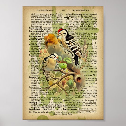  vogels poster (Voorkant)