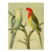 vogels - ROSELLA PARAKEETS Perfect Poster (Voorkant)