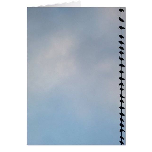 Vogels, San Francisco (Voorkant)