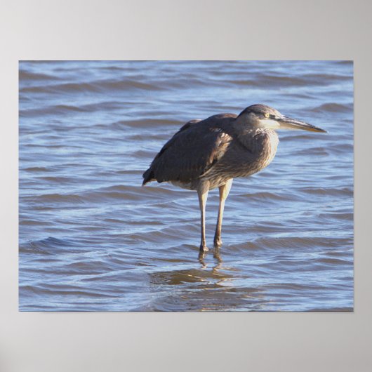 Vogels staan in het Water Poster (Voorkant)