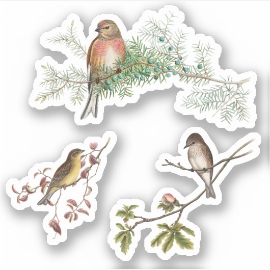  vogels sticker (Voorkant)