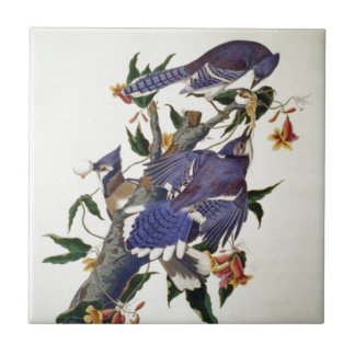  vogels tegeltje