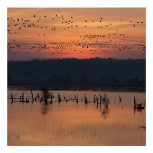 Vogels tegen zonsopgang poster