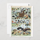  vogels ter wereld briefkaart (Voorkant / Achterkant)