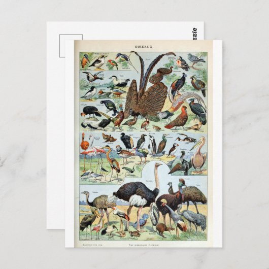  vogels ter wereld briefkaart (Voorkant / Achterkant)