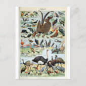  vogels ter wereld briefkaart (Voorkant)