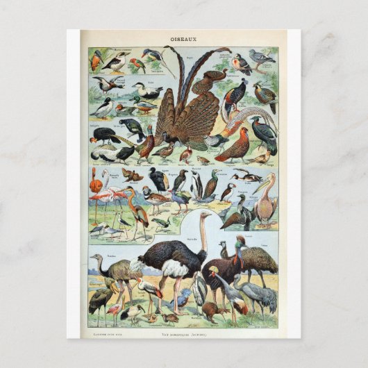  vogels ter wereld briefkaart (Voorkant)