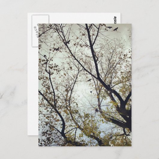 Vogels tussen bomen briefkaart (Voorkant / Achterkant)