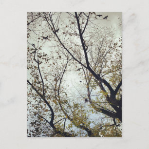 Vogels tussen bomen briefkaart