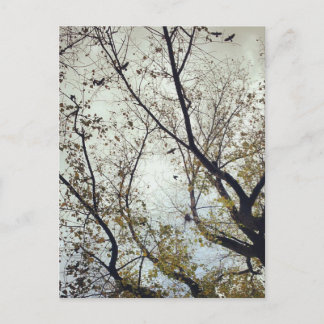Vogels tussen bomen briefkaart