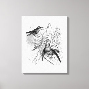 vogels uit de jaren 1800, getufte coquette Bird R Canvas Afdruk