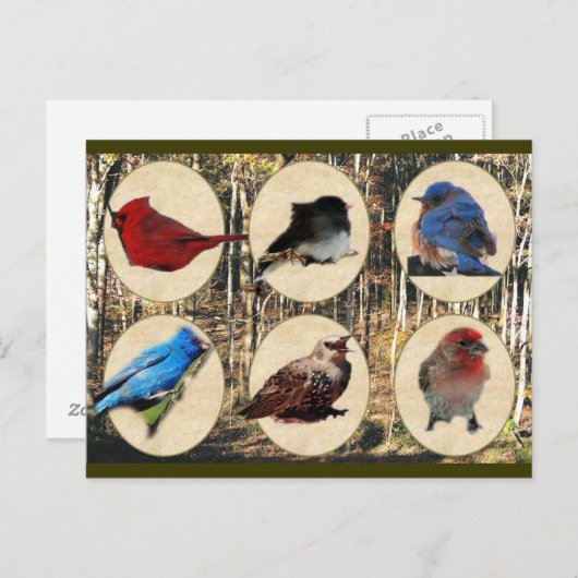 Vogels uit het Midden-Tennessee Briefkaart (Voorkant / Achterkant)