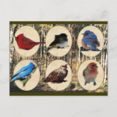 Vogels uit het Midden-Tennessee Briefkaart (Voorkant)