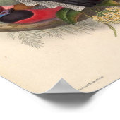  vogels van Asia Harpactes Diardi Poster (Hoek)