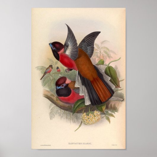  vogels van Asia Harpactes Diardi Poster (Voorkant)