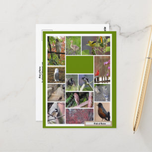 Vogels van Boston Briefkaart