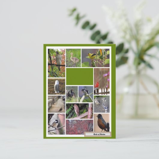 Vogels van Boston Briefkaart (Staand voorkant)