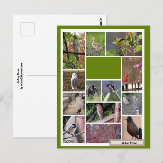 Vogels van Boston Briefkaart (Voorkant / Achterkant)