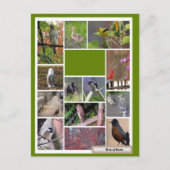 Vogels van Boston Briefkaart (Voorkant)