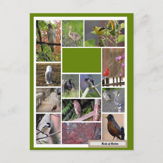 Vogels van Boston Briefkaart (Voorkant)