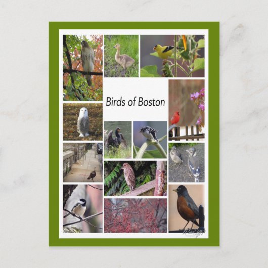 Vogels van Boston Photo Collage Briefkaart (Voorkant)
